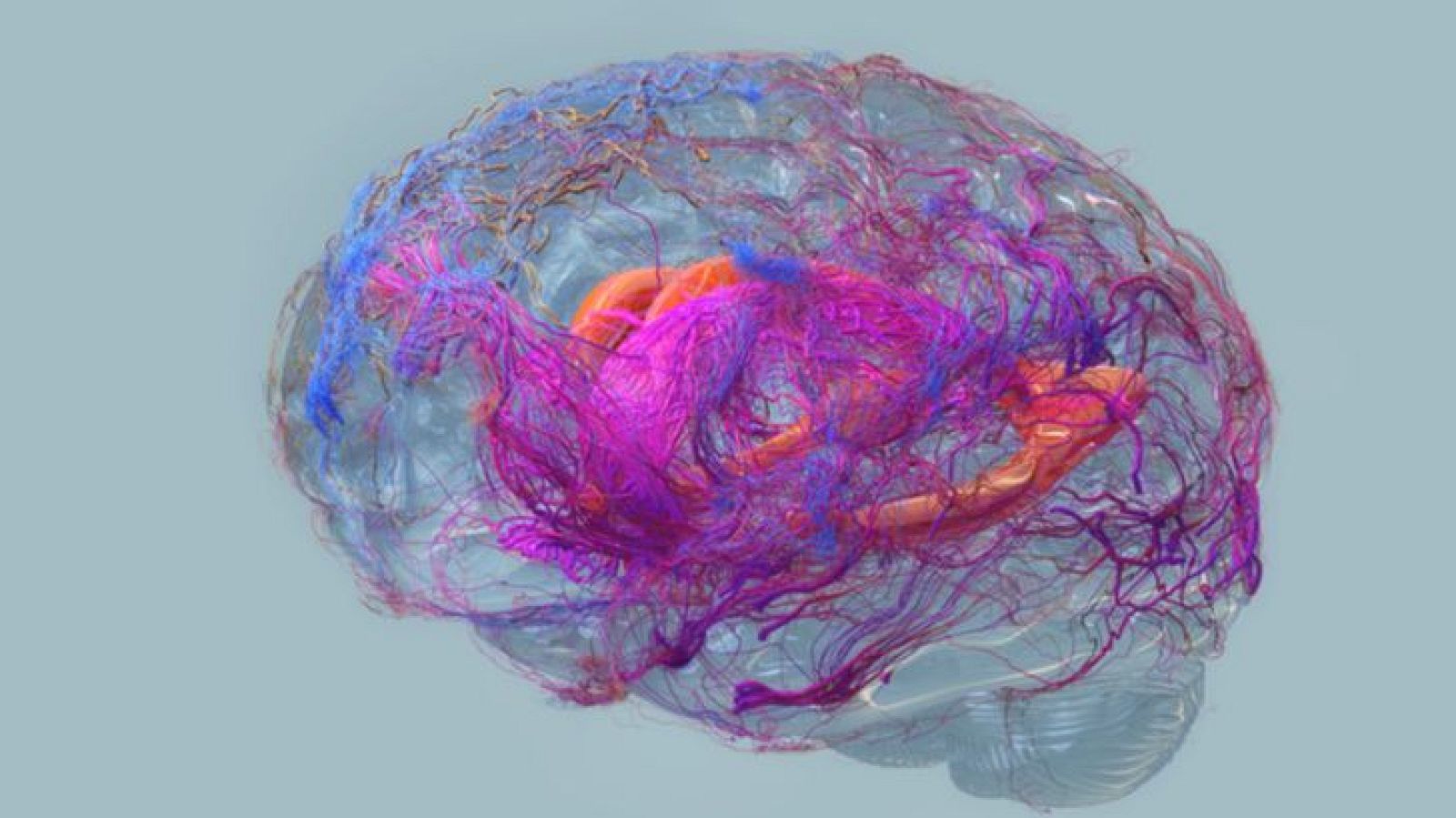 Una imagen visualiza un cerebro humano con una apariencia translúcida, mostrando las intrincadas conexiones neuronales en su interior, representadas en una variedad de colores que sugieren la actividad cerebral.