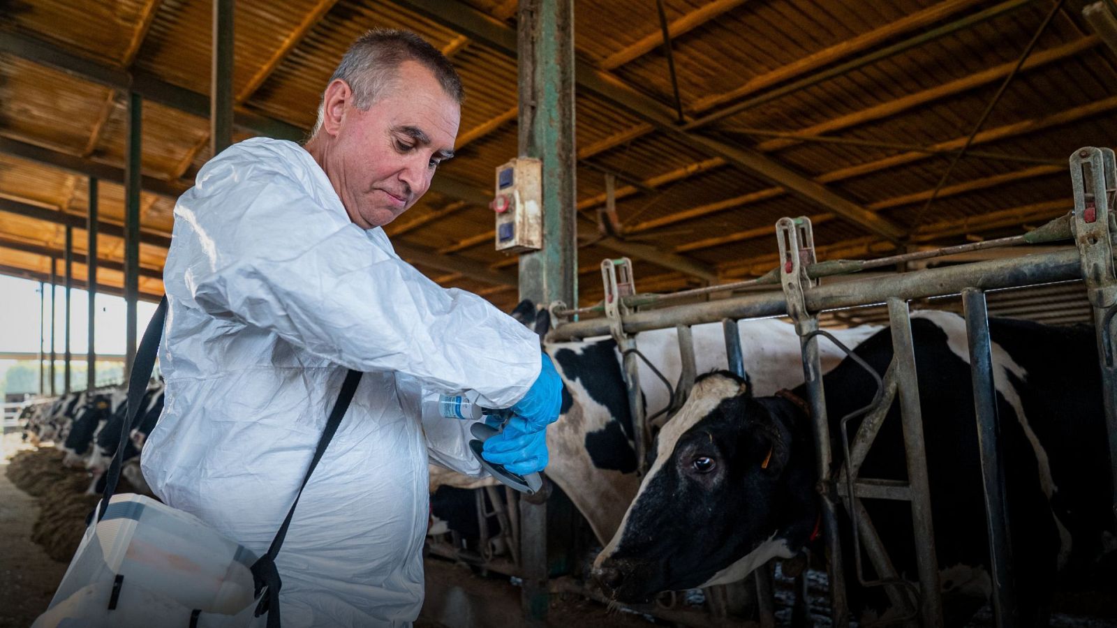 Imatge de la vacunació contra la dermatosi en una granja