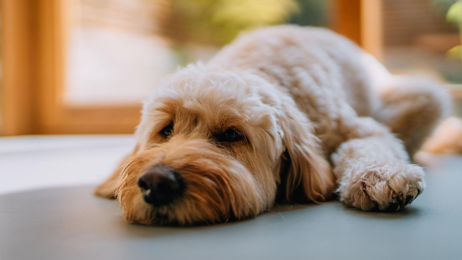 Gossos que acompanyen en el dol a Barcelona