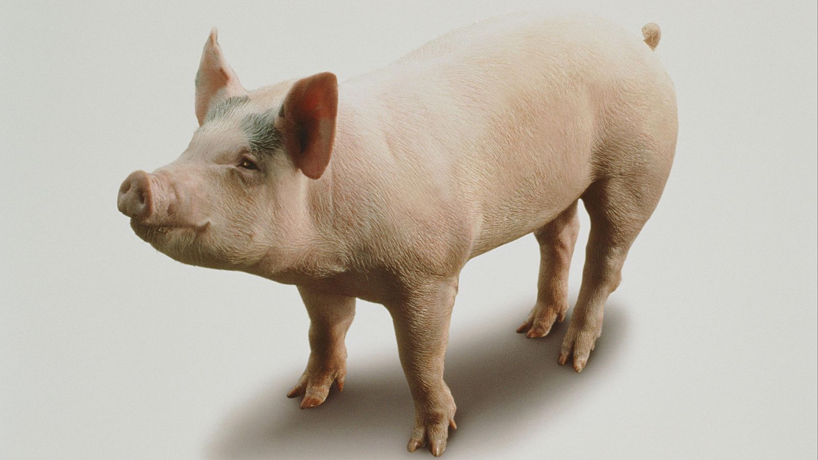 Logran combinar por primera vez organoides renales humanos con riñones de cerdos vivos