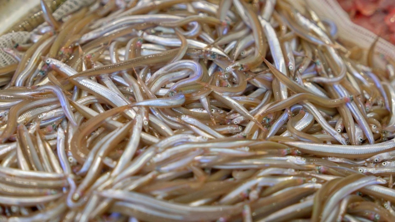 El sonso, un peix que va ser menyspreuat i ara té molt de valor