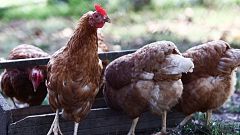 España decreta desde este lunes confinamientos de aves en casi 1.200 municipios para frenar el avance de la gripe aviar
