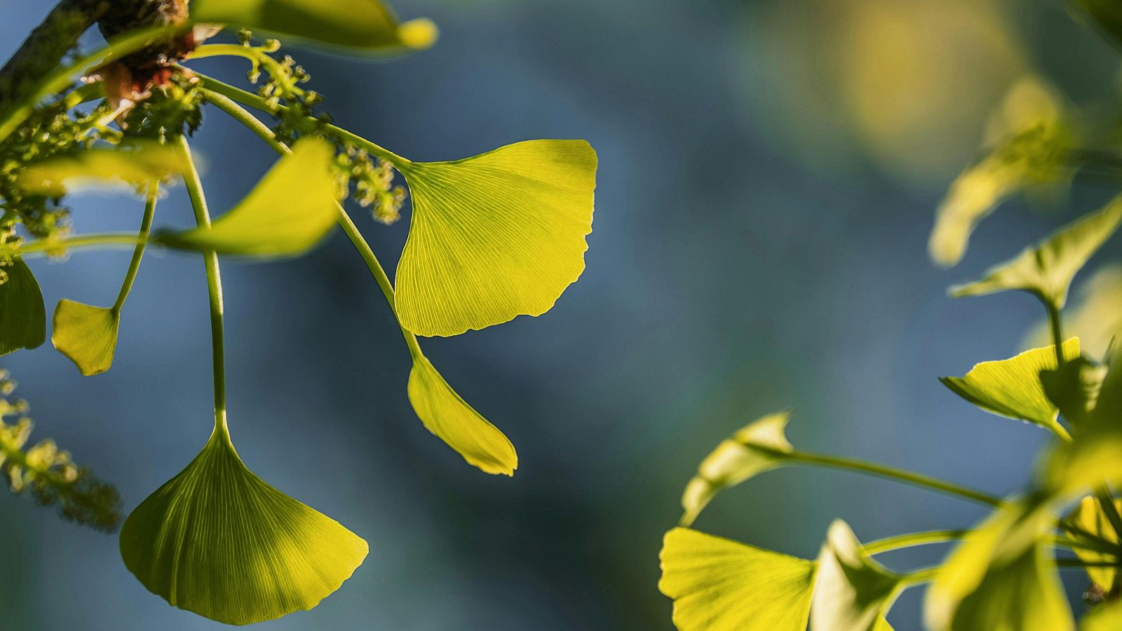 Així és l’arbre japonès que genera pudor a "vòmit" en un carrer barceloní