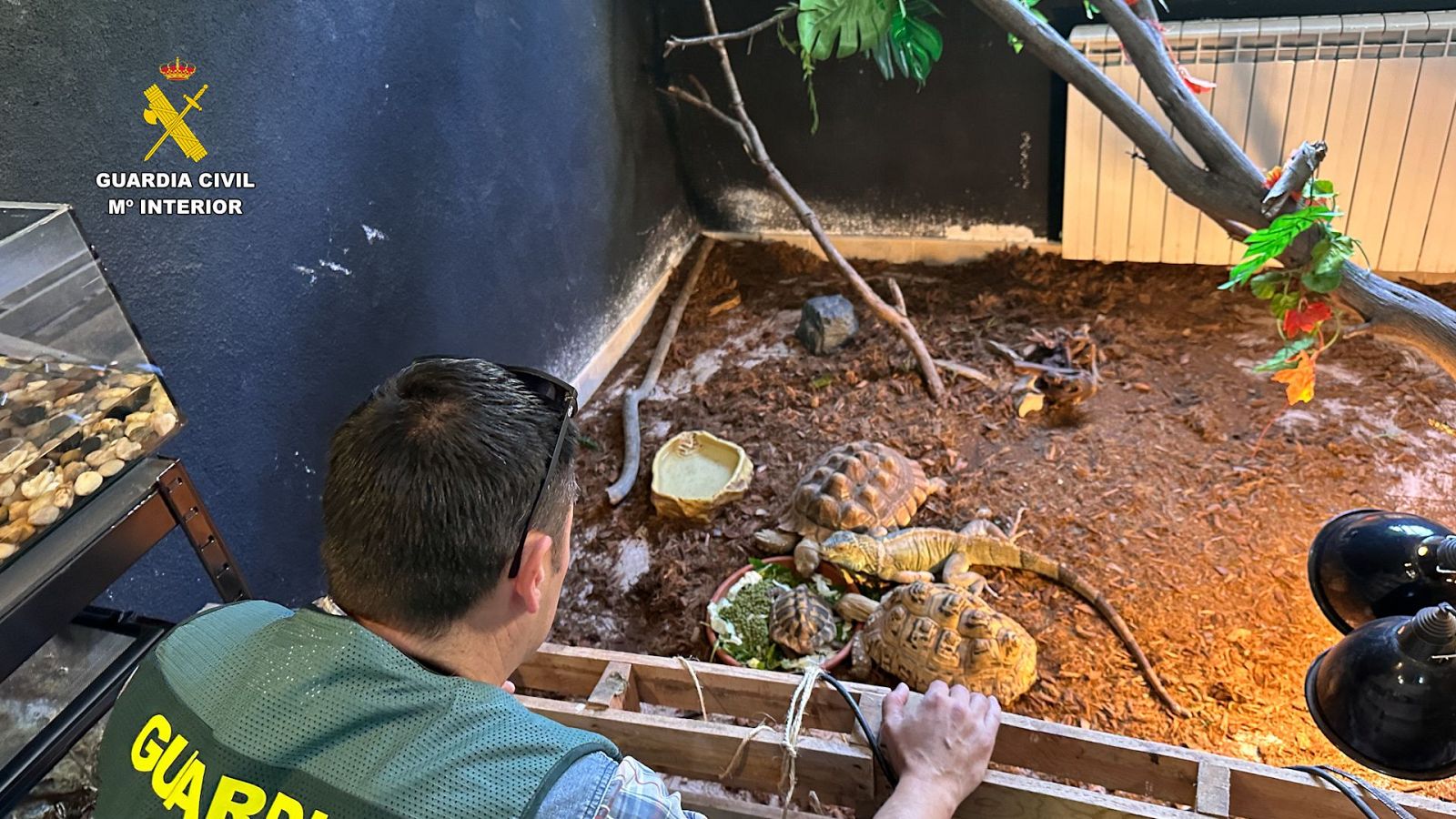 ntervienen 472 animales exóticos protegidos en un falso refugio en un pueblo de Ávila