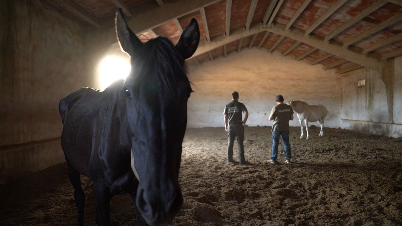 La libertad como terapia para caballos rescatados