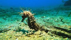 Especies marinas del Mediterráneo: caballitos de mar, corales y tortugas bajo vigilancia