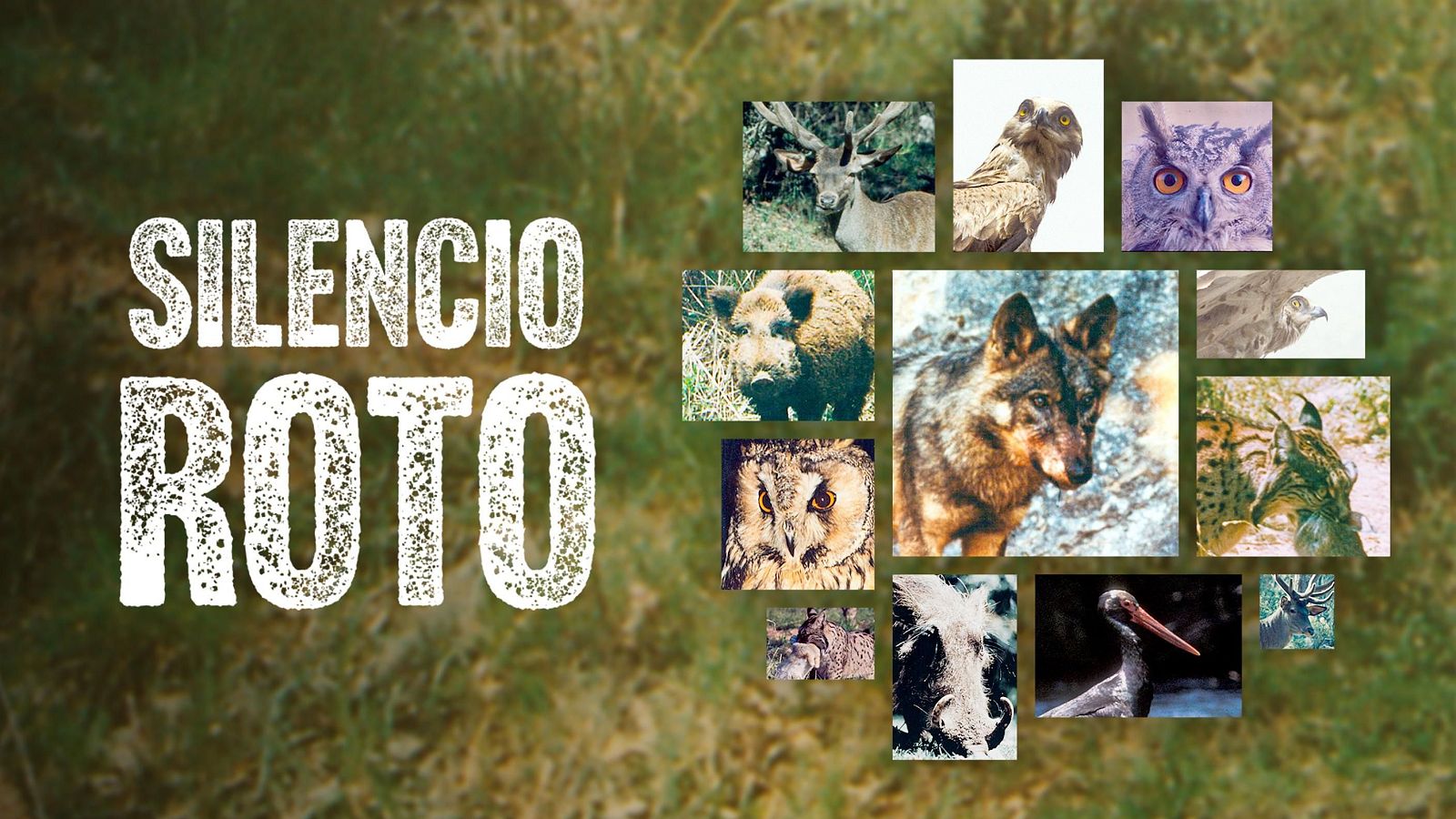 Un montaje visual presenta el título "Silencio Roto" junto a fotografías de animales silvestres como un ciervo, un jabalí, un lobo y un lince, entre otros, sobre un fondo difuminado de vegetación.