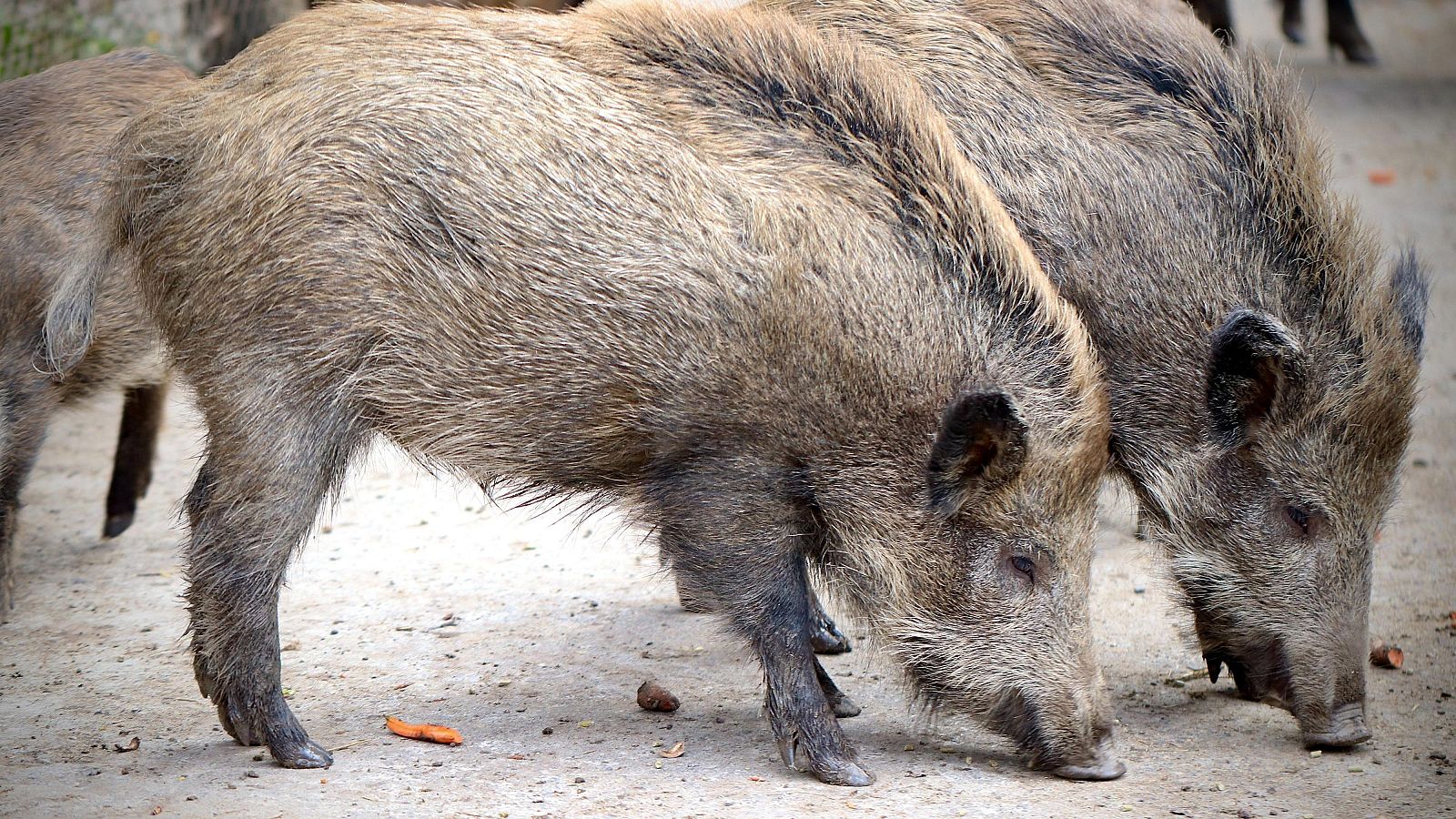 Pla tancat d'un porc senglar | ACN