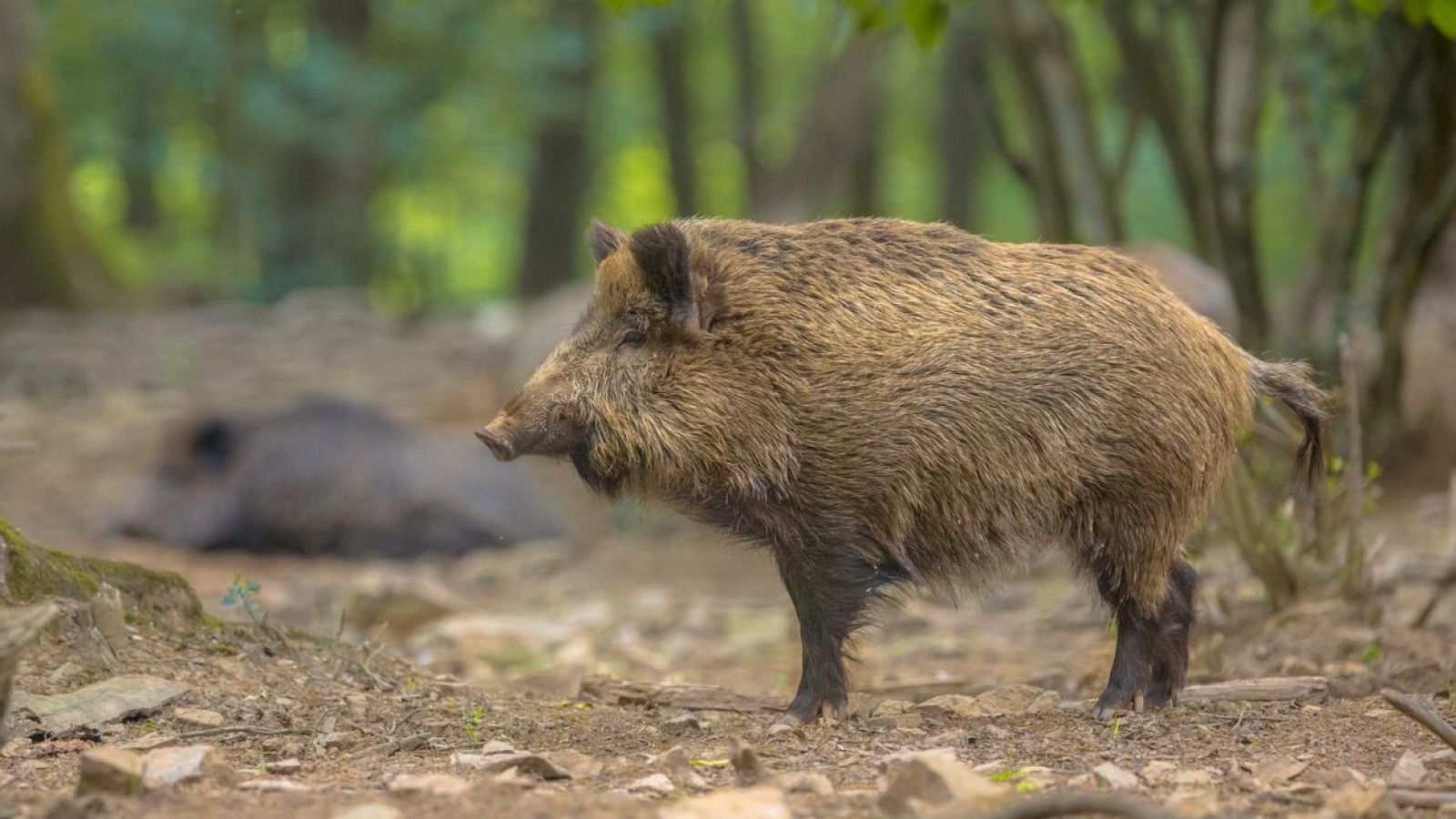 Un jabalí de pelaje marrón y cerdas oscuras, con hocico alargado y colmillos, se encuentra de pie en un entorno boscoso, con vegetación y otro jabalí echado al fondo.