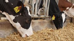 Bienestar animal: lo que no vemos detrás de la carne que consumimos
