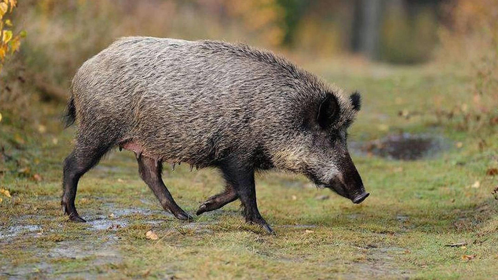 Un porc senglar camina per una zona indeterminada de la Xarxa de Parcs Naturals de la Diputació de Barcelona