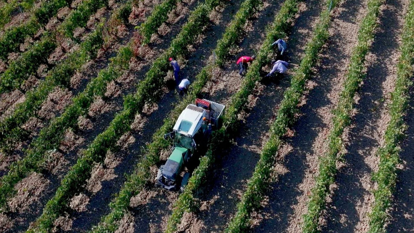 Leza brinda por las tres décadas de historia y vino de Rioja Alavesa