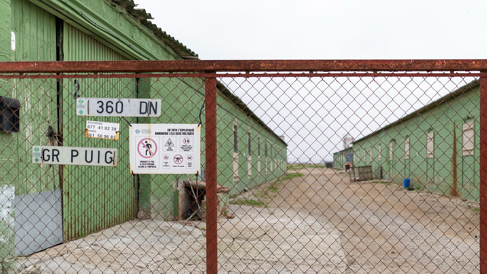 Granja de porcs a Ivars d'Urgell