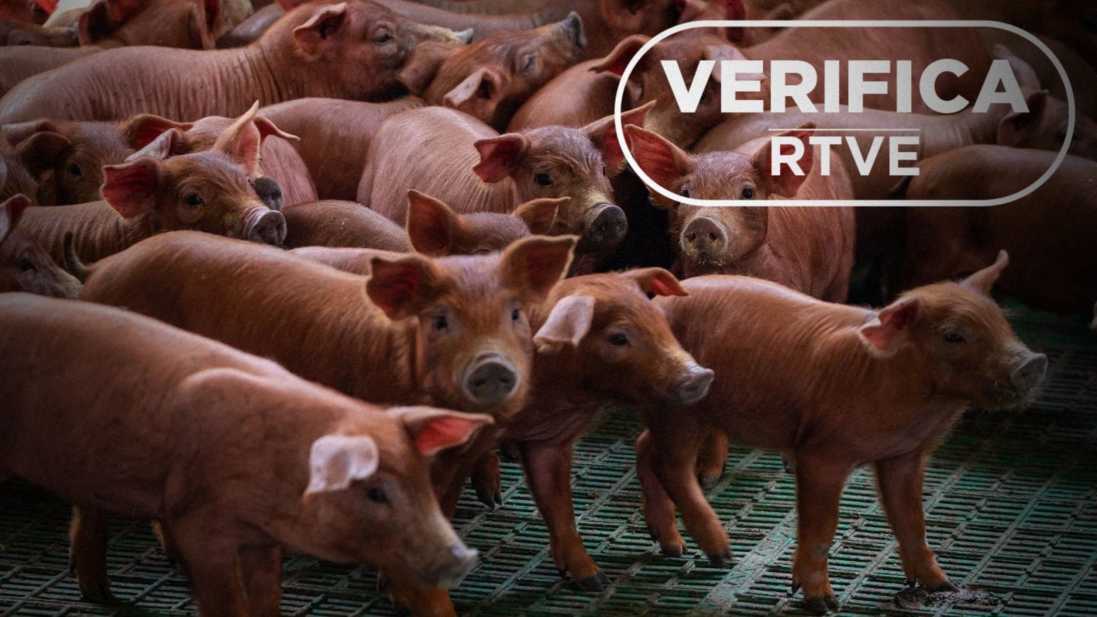 Peste porcina y gripe aviar: no son nuevas y la carne importada en España también pasa controles