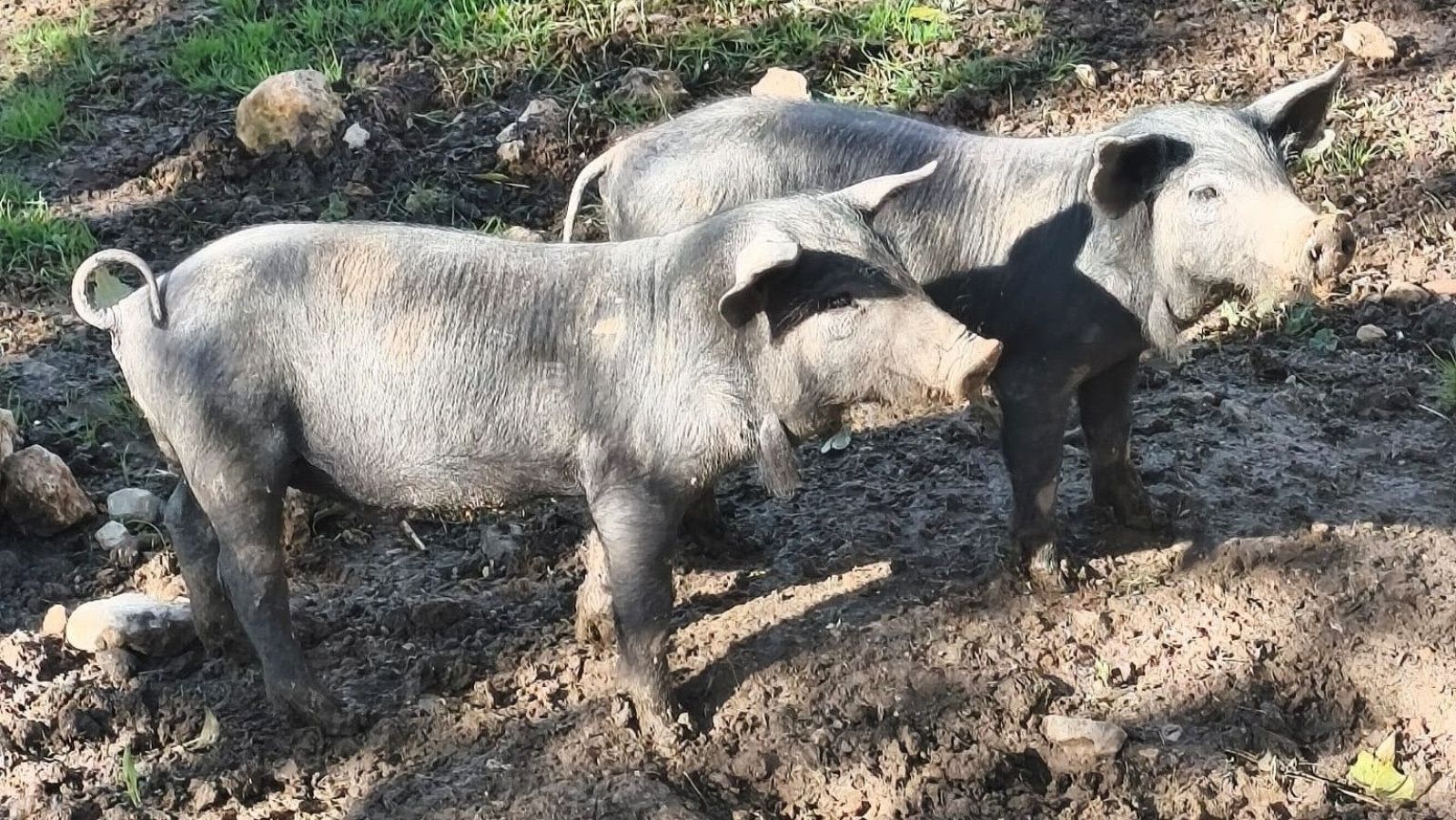 Acuerdo para empezar a sacrificar los cerdos de las granjas cerca del foco de la peste