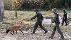 Perros adiestrados y drones: así rastrean los Agentes Rurales la zona de la peste porcina africana