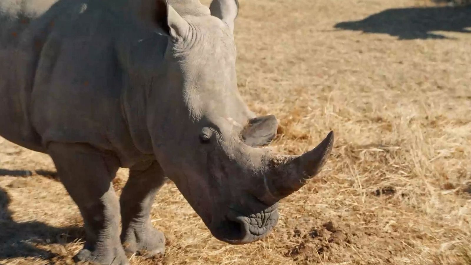 Dra. Fabiola Jones| Un rinoceronte en un centro de rescate de alta seguridad en Sudáfrica.
