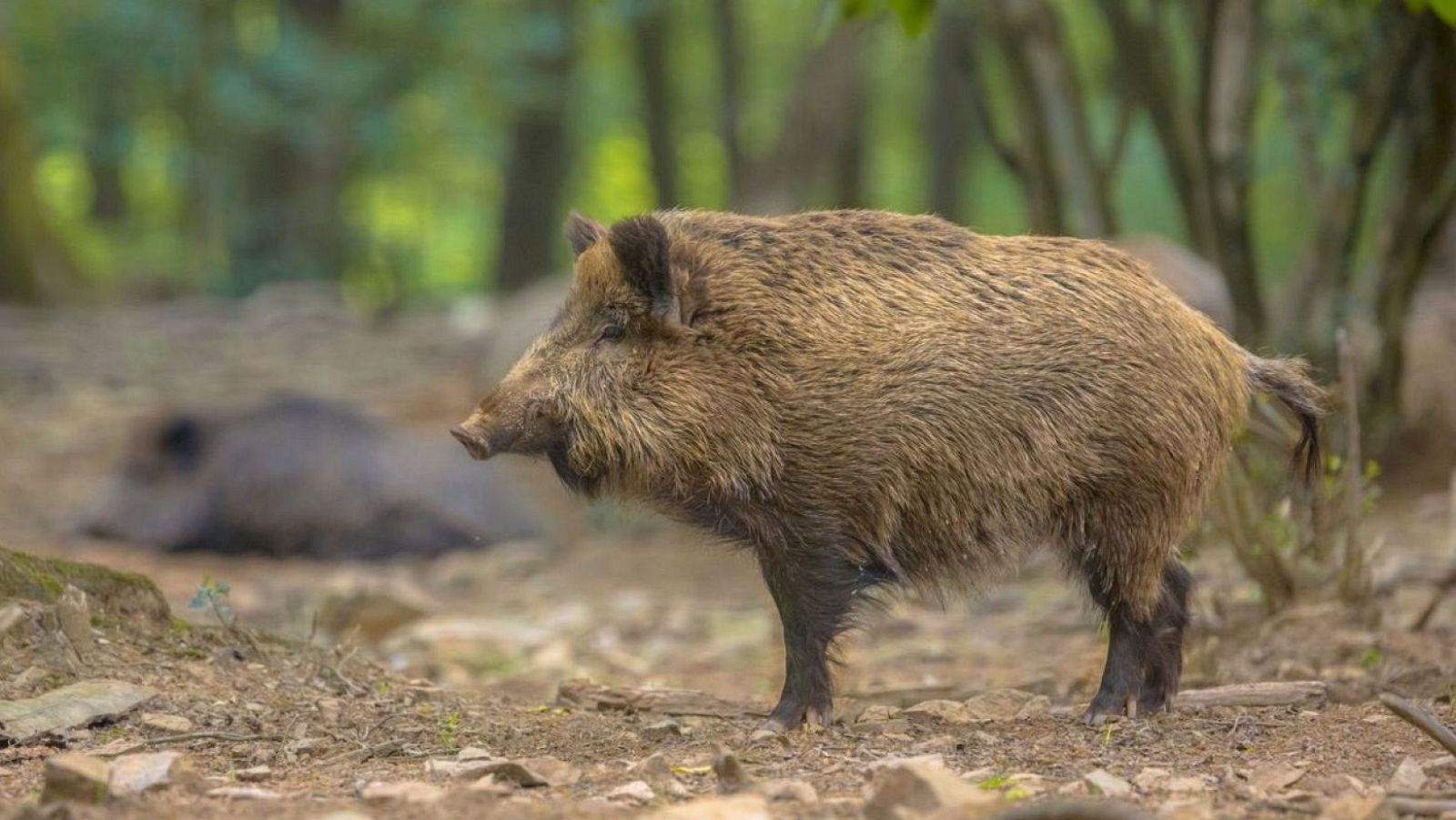 El Govern estima que la població de porcs senglars a Catalunya pot arribar als 180.000 especimens a l'estiu