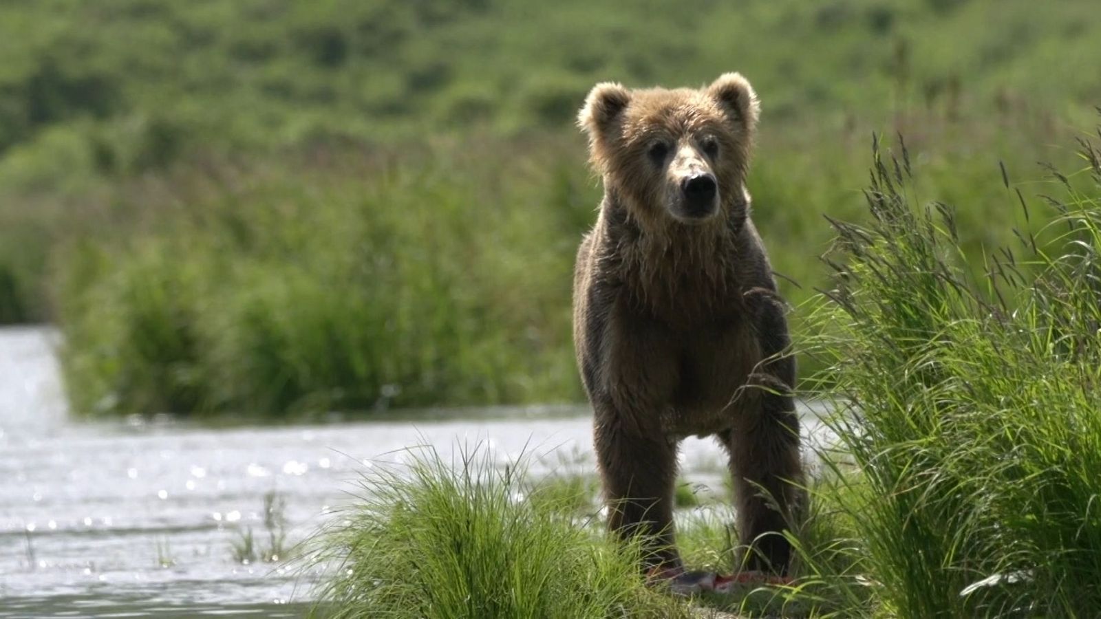 Alejar al oso de los pueblos, el reto de la Fundación Oso Pardo