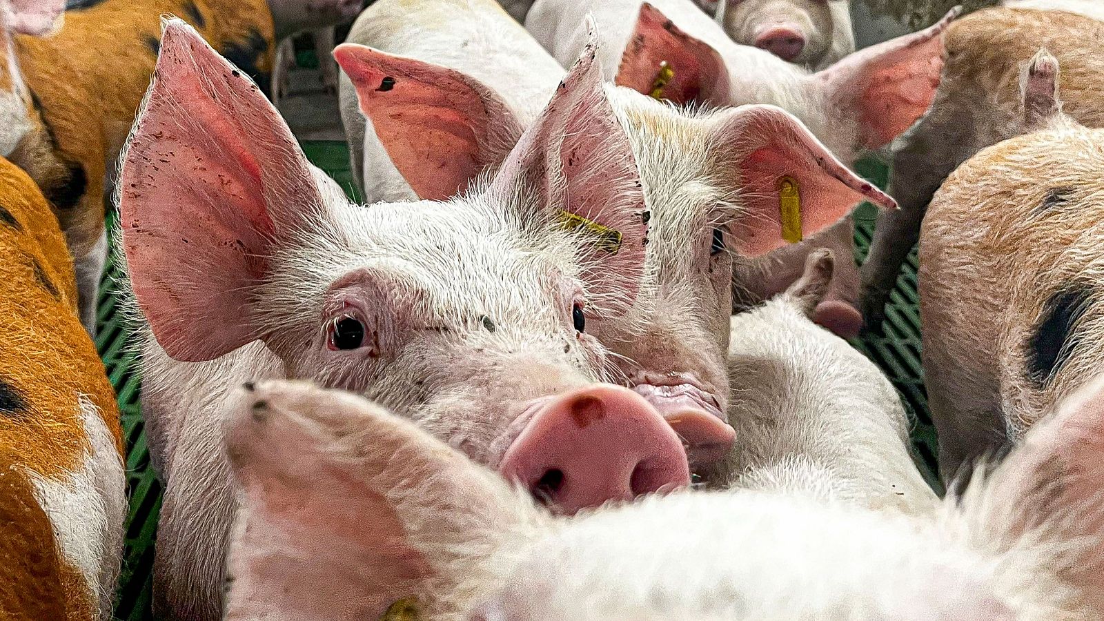 La peste porcina deja a 458 trabajadores en ERTE en la provincia de Barcelona