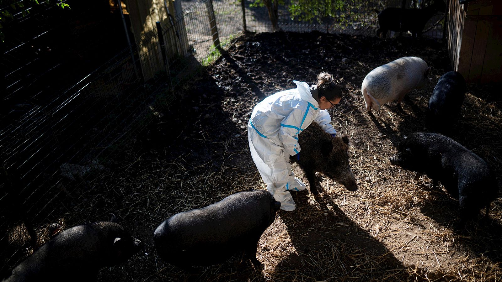 Tres nuevos jabalíes con peste porcina africana elevan a 16 los positivos en el brote de Collserola