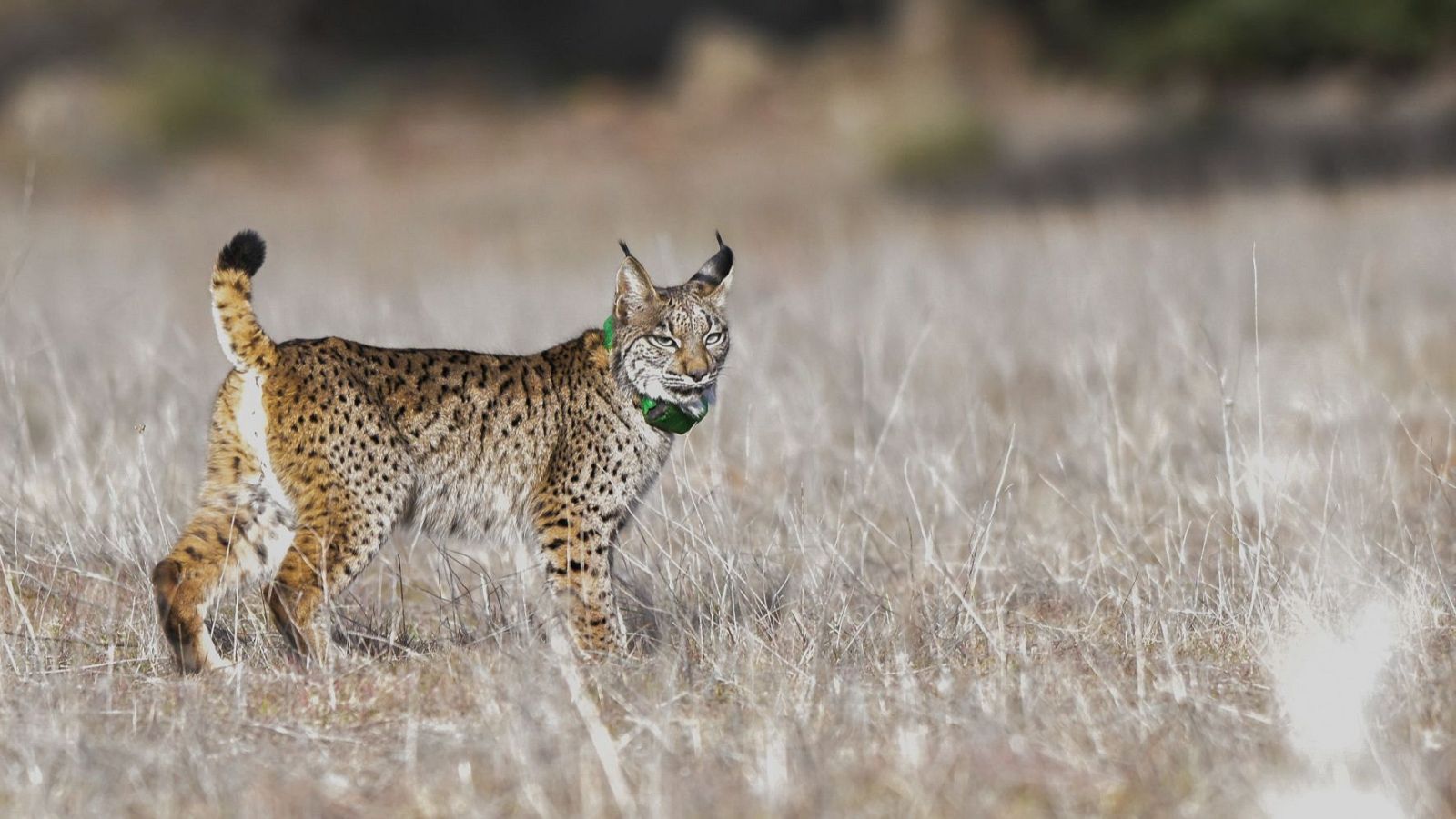 Logran producir por primera vez embriones de lince ibérico en el laboratorio.