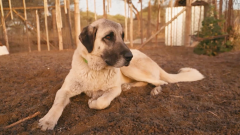 El sorprendente entrenamiento de los perros pastores que disuaden a los guepardos: el método, explicado en 'Dra. Fabiola Jones'