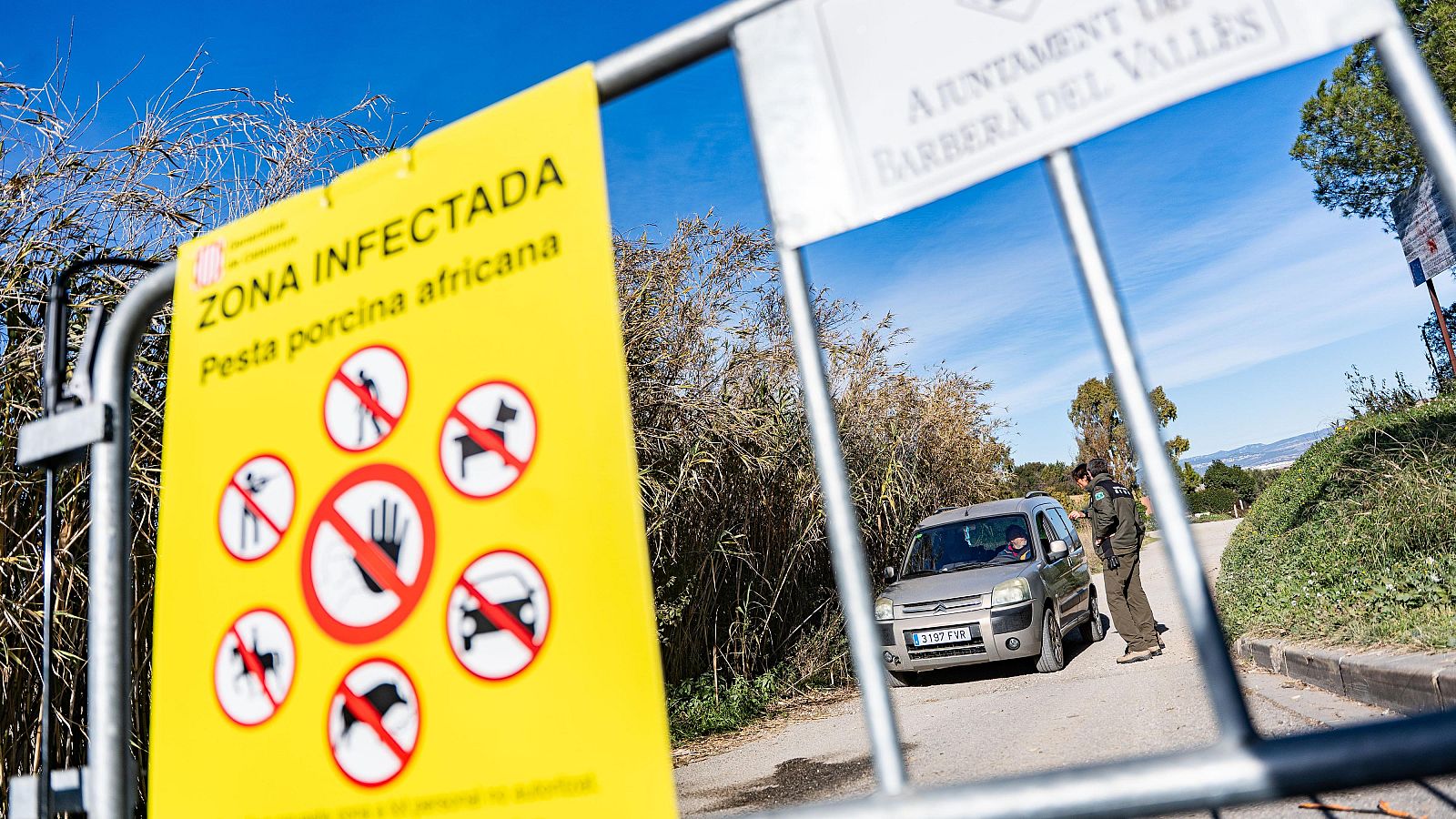 Aumentan a 27 los animales infectados por peste porcina africana tras localizarse la enfermedad en un jabalí abatido en la zona restringida