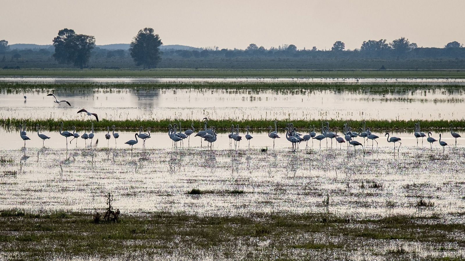 Marisma Gallega de Hinojos (Huelva), en Doñana.