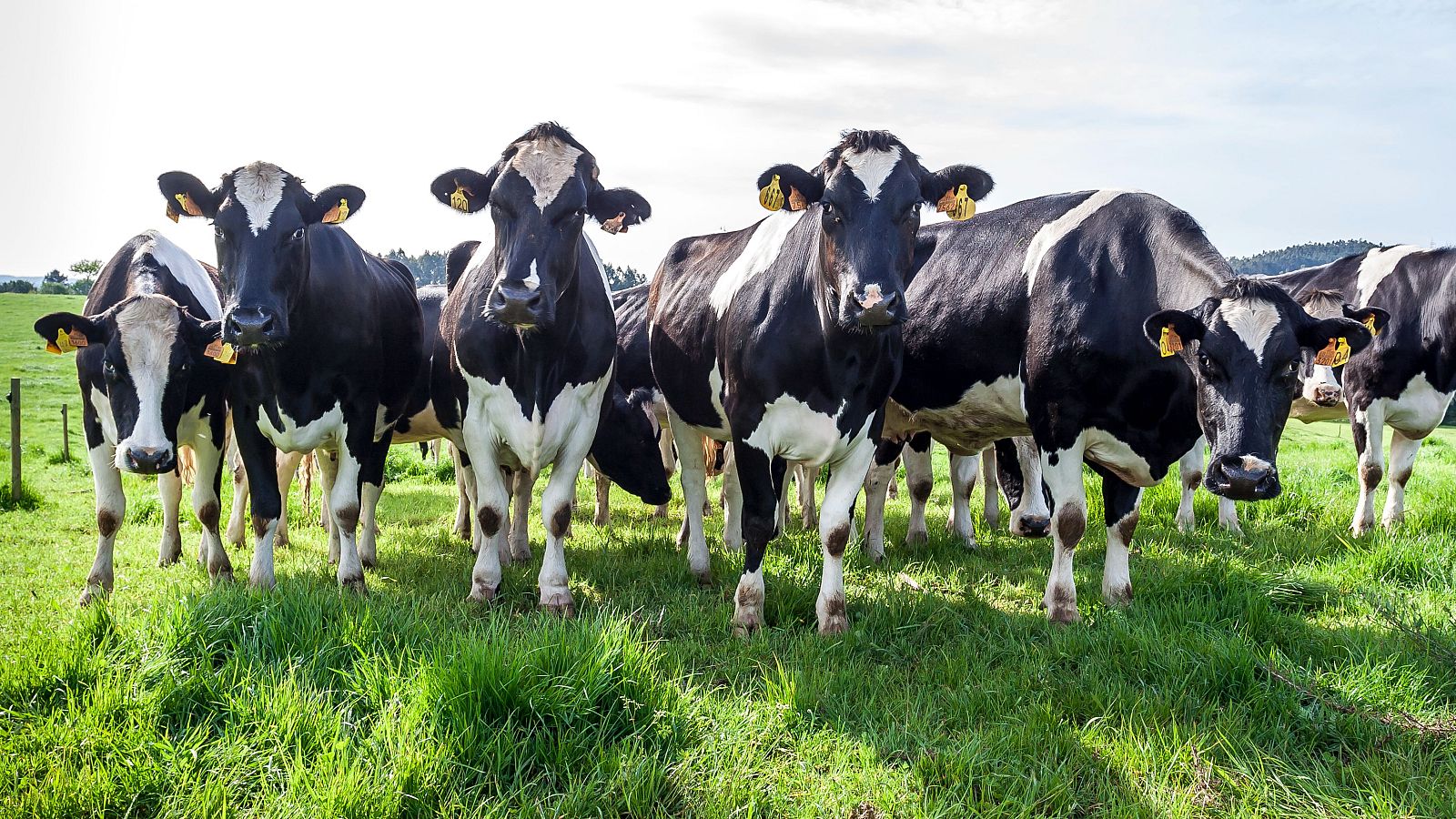 China impone aranceles de hasta el 42,7% a los lácteos de la Unión Europea, incluida España