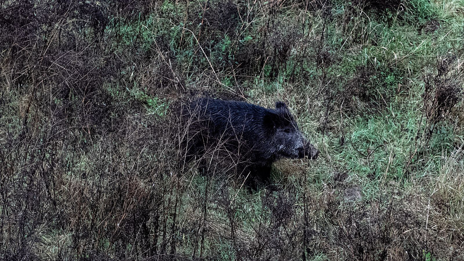 El Gobierno eleva a 29 el número de jabalíes muertos por la peste porcina en la provincia de Barcelona