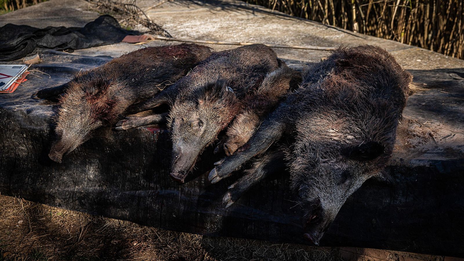 Porcs senglars morts | ACN