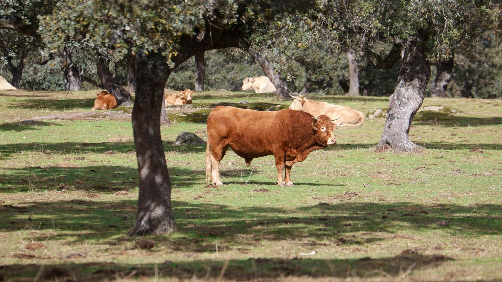China impondrá cuotas y aranceles adicionales del 55% al vacuno importado desde el 1 de enero de 2026