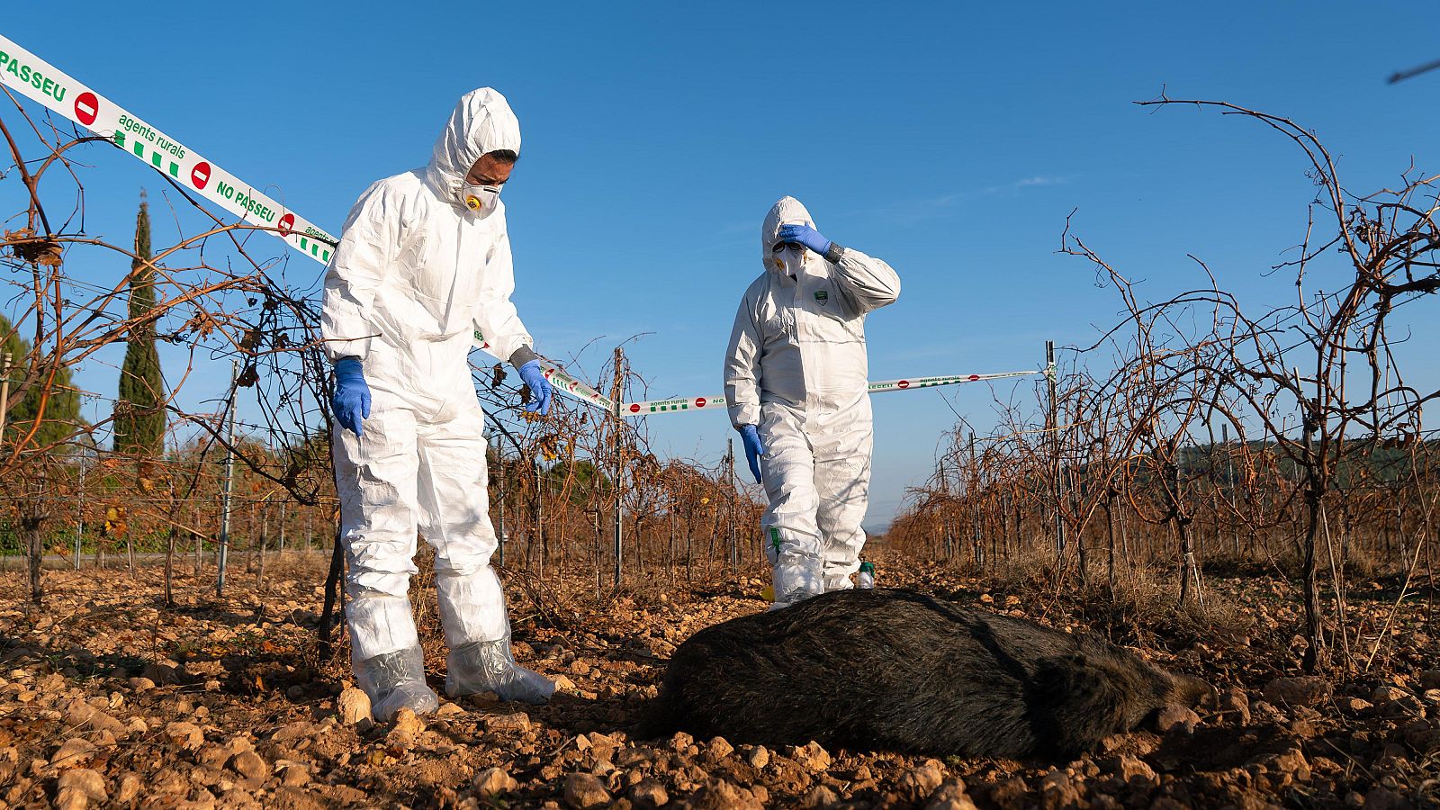 Dos agents rurals observen un exemplar de porc senglar mort