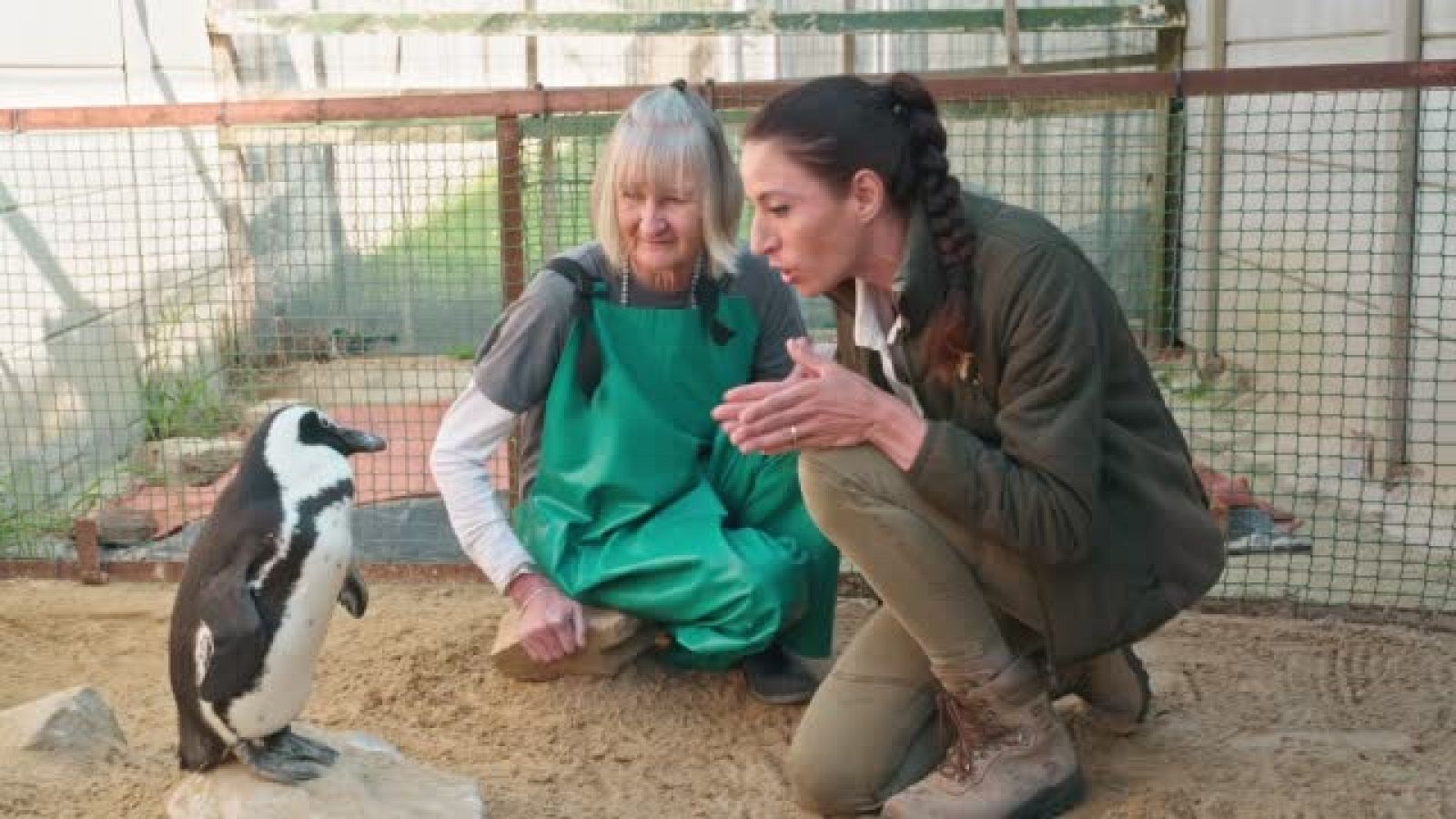 Fabiola Quesada, Dra. Fabiola Jones en un centro de rescate de pingüinos africanos