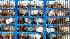Greenpeace pide que se reduzca un 50% el consumo de carne y lácteos antes de 2050