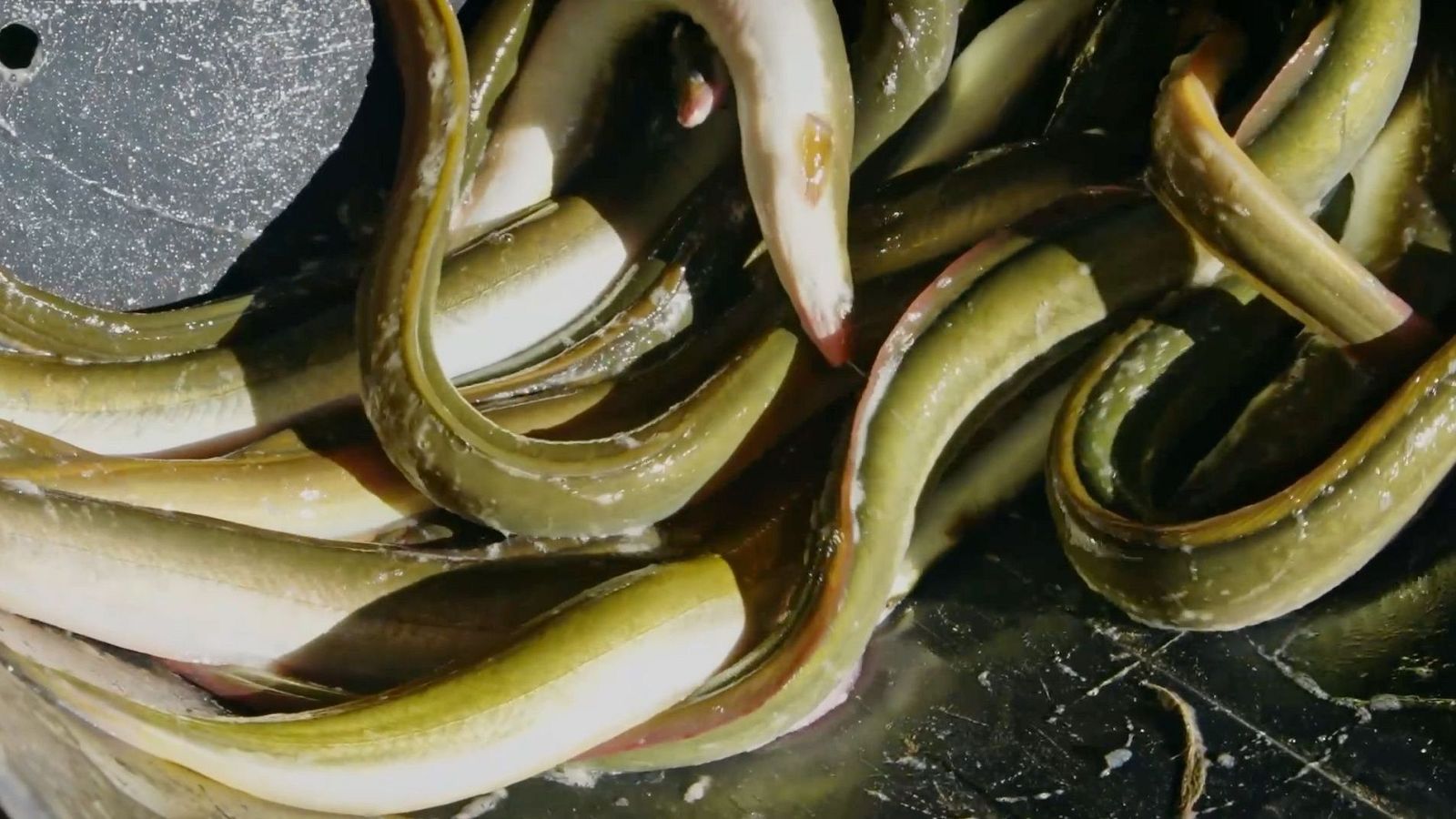 Anguiles fresques del Delta de l'Ebre