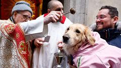 Los perros, protagonistas absolutos de San Antón 2026: las mejores imágenes
