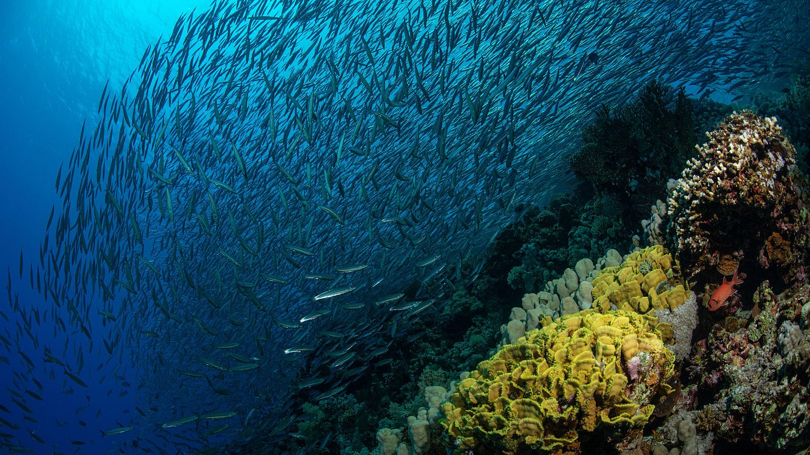 Fondo marino en Egipto