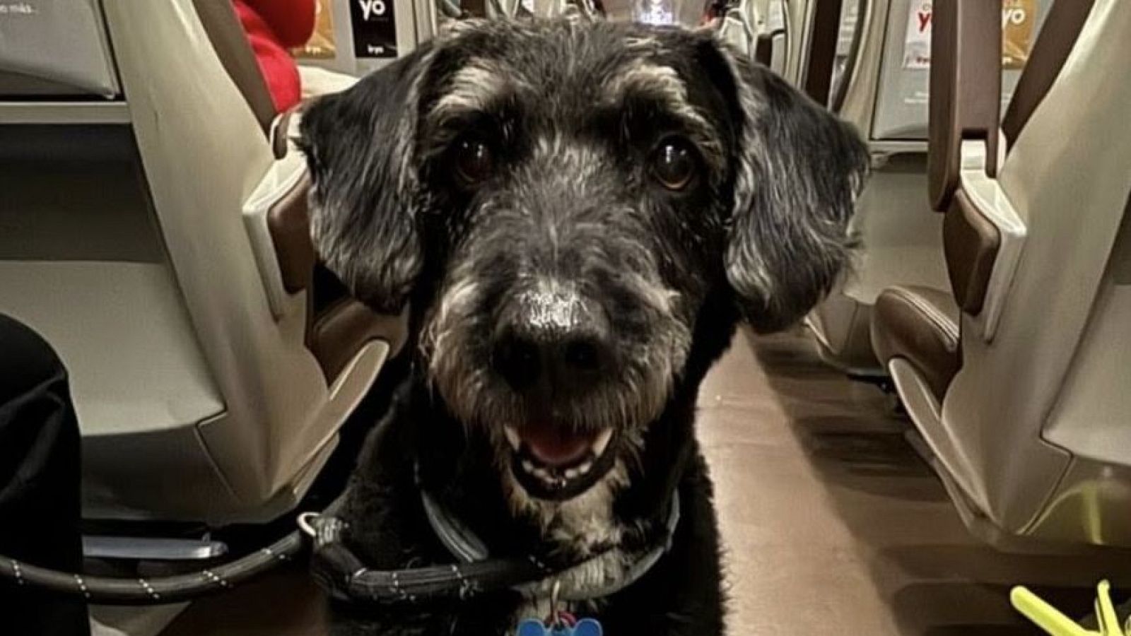 Un perro de pelaje oscuro, con aspecto de Schnauzer, lleva un collar con placa identificativa dentro de un tren con asientos modernos en tonos claros.