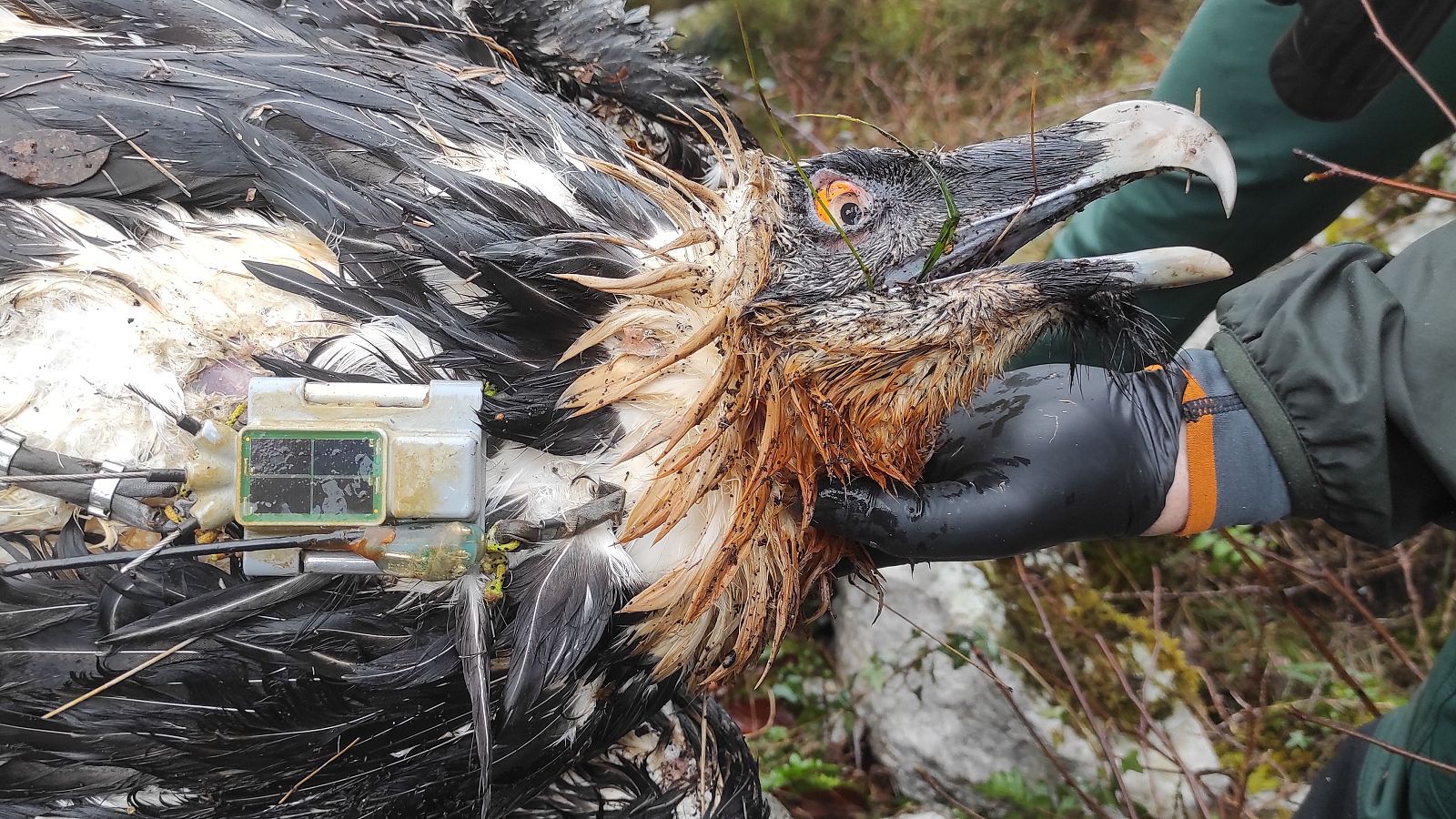 El cadáver del quebrantahuesos yace en el suelo, con un dispositivo de seguimiento. Una persona con chaqueta verde y guantes negros examina el cuerpo del ave.