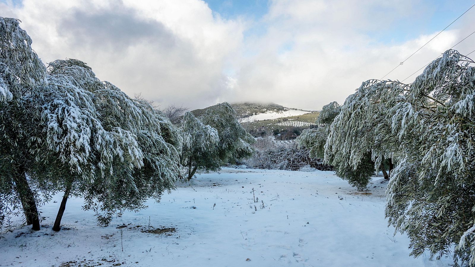 La nieve llega a los montes de Jaén y obliga a parar la campaña de la aceituna