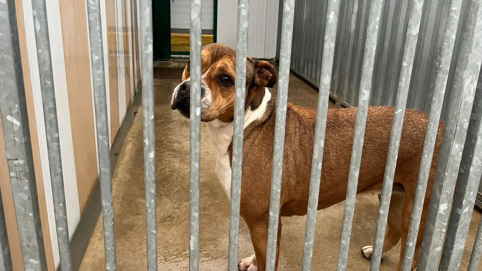 Un perro de pelaje marrón con marcas blancas en el pecho y la cara, mira a través de unas rejas metálicas. La imagen podría estar relacionada con un centro de protección animal.