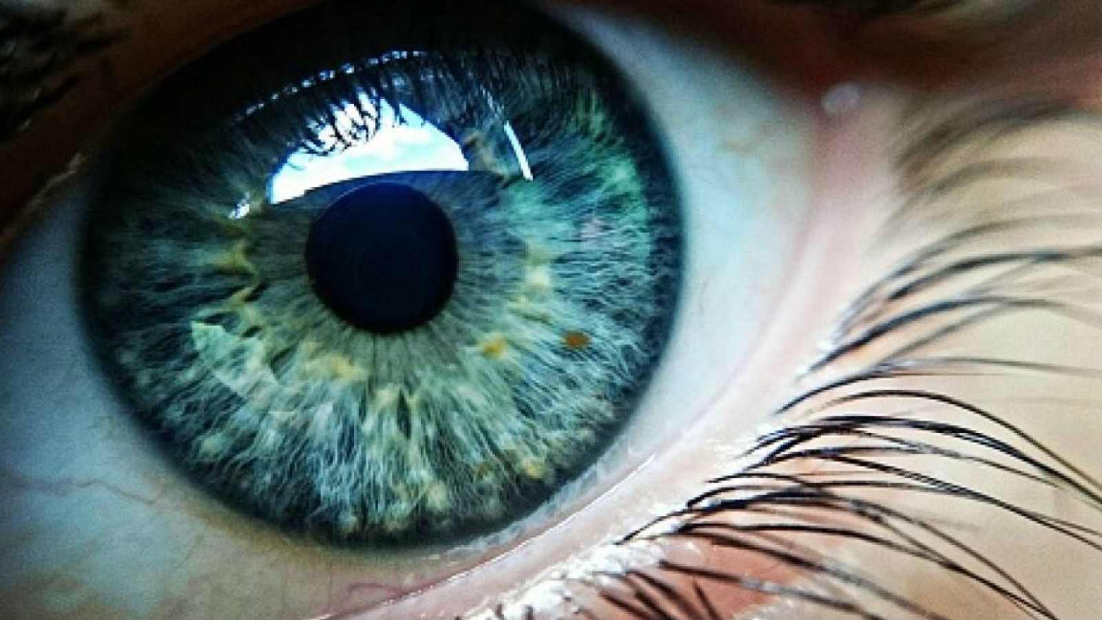 'Memoria de delfín' y la ceguera