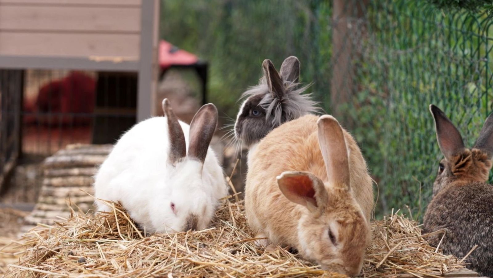 Santuari La Vedruna: així funciona la protectora que acull conills abandonats