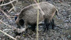 España eleva a 142 los casos de peste porcina tras detectar 39 nuevos jabalíes positivos