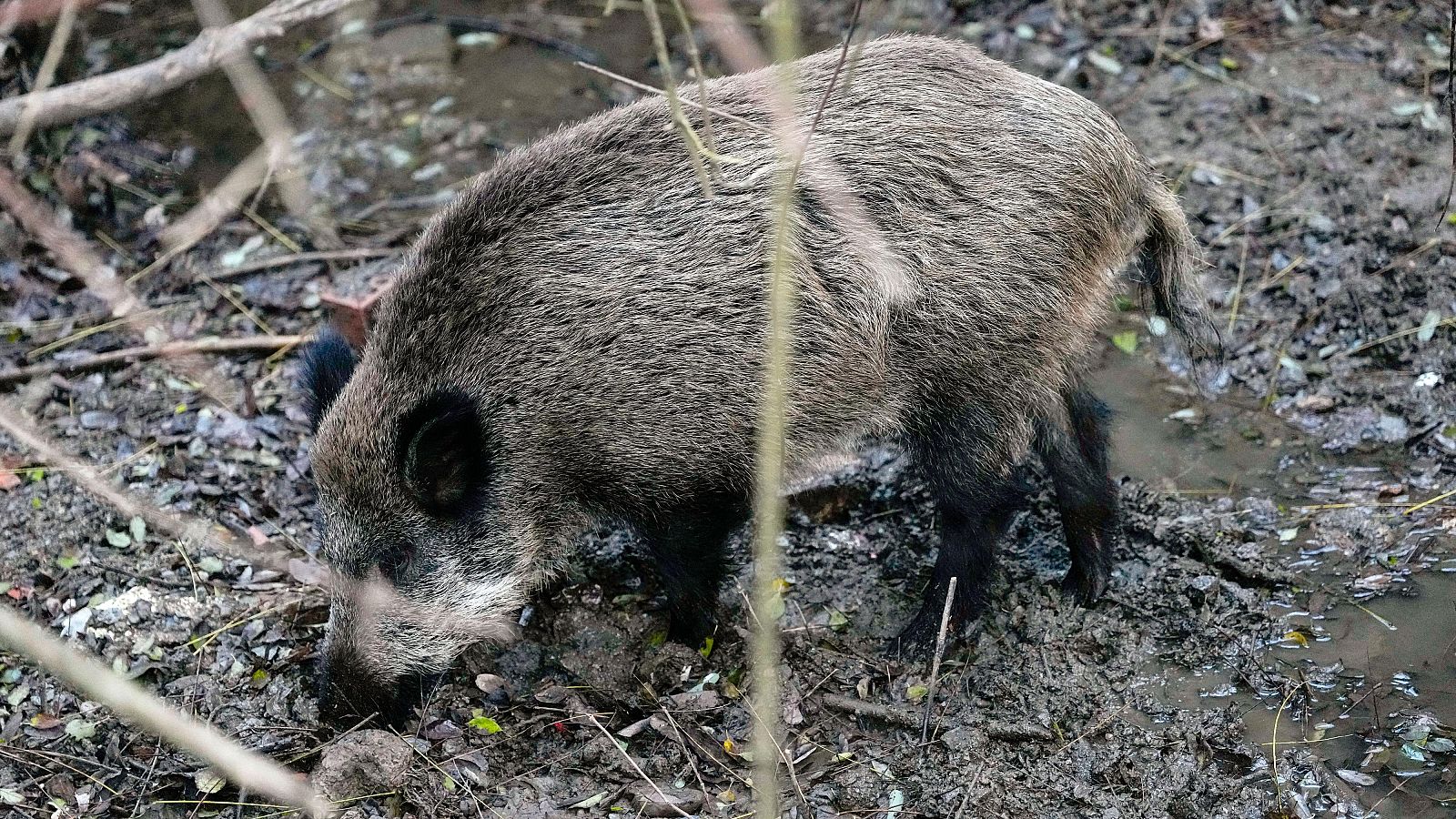 España eleva a 142 los casos de peste porcina tras detectar 39 nuevos jabalíes positivos
