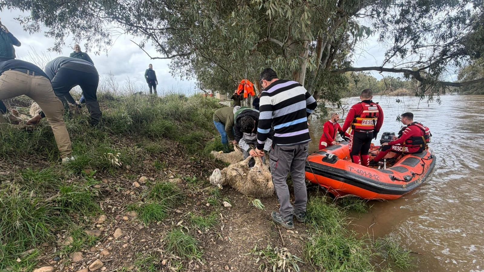 Cruz Roja ayuda en el rescate de un centenar de ovejas aisladas desde hace seis días por el temporal en Extremadura
