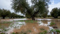 Más del 20% de la producción agrícola y 14.000 hectáreas de terreno, afectadas en Andalucía por las borrascas