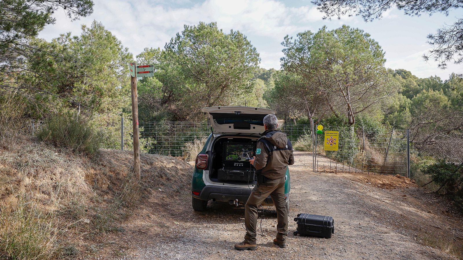 Detectados los dos primeros casos de peste porcina africana fuera de la zona cero